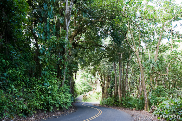 Onomea Scenic Drive - Big Island