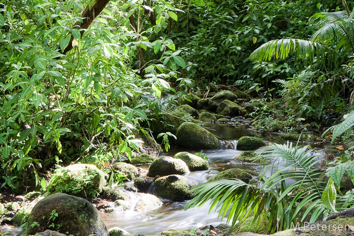 Akaka Falls State Park - Big Island