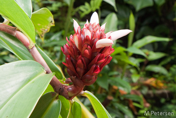 Akaka Falls State Park - Big Island