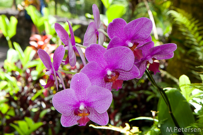 Hawaiian Tropical Garden - Big Island