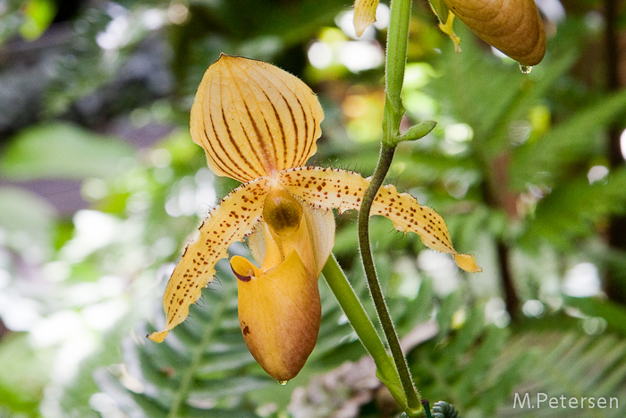 Hawaiian Tropical Garden - Big Island