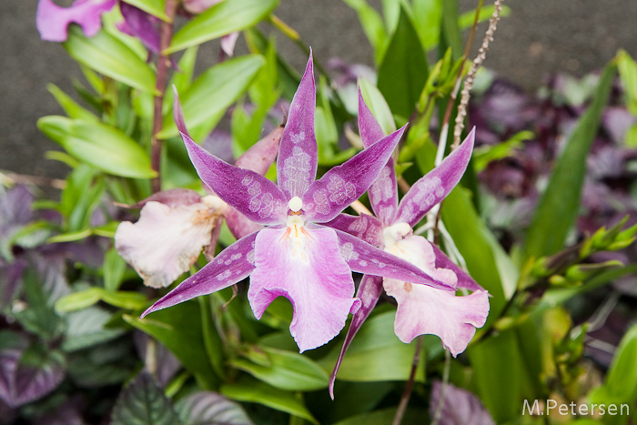 Hawaiian Tropical Garden - Big Island