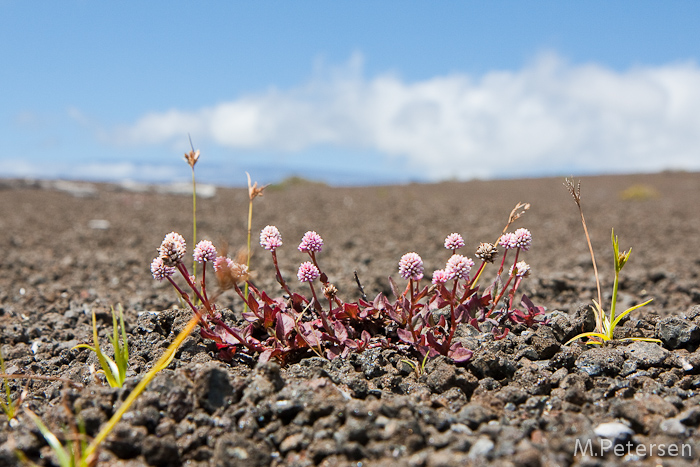 Devestation Trail, Volcanoes Nationalpark - Big Island