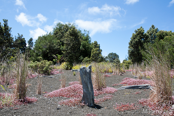 Devestation Trail, Volcanoes Nationalpark - Big Island