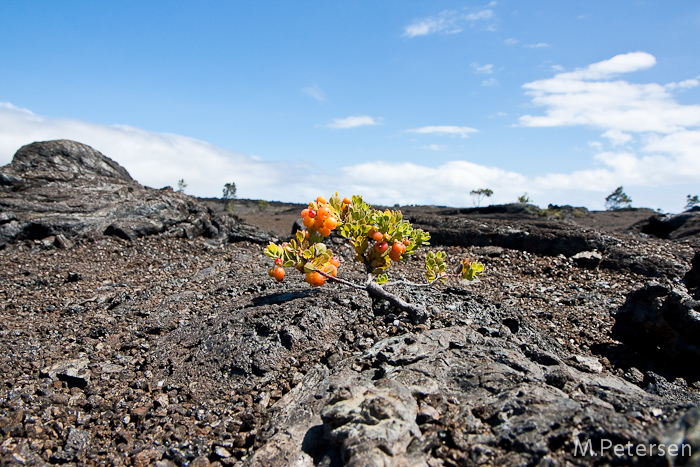 Napau Trail, Volcanoes Nationalpark - Big Island