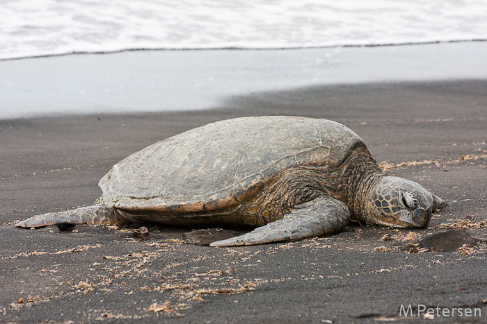 Black Sand Beach - Big Island