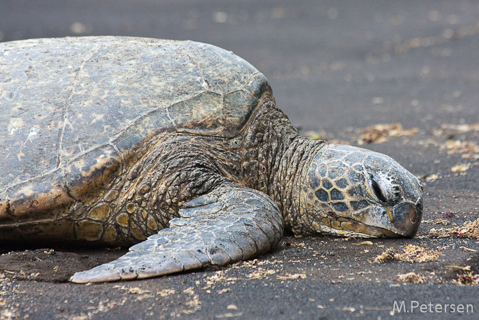 Black Sand Beach - Big Island