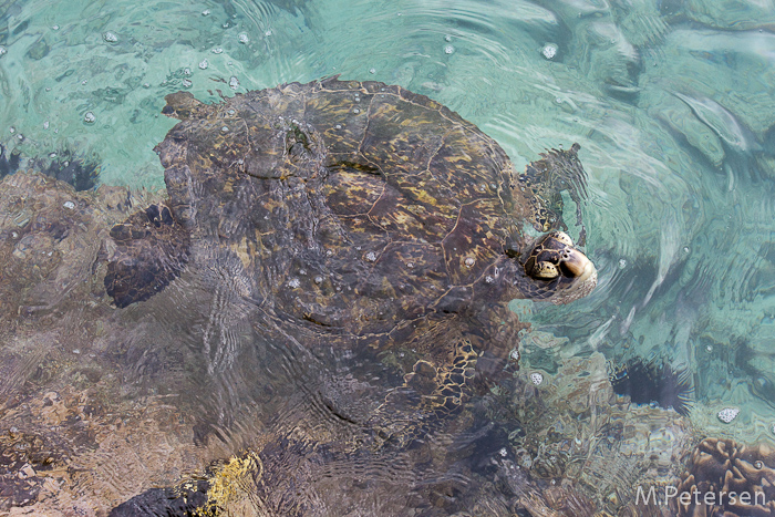 Schildkröte - Big Island