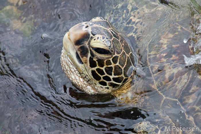 Schildkröte - Big Island