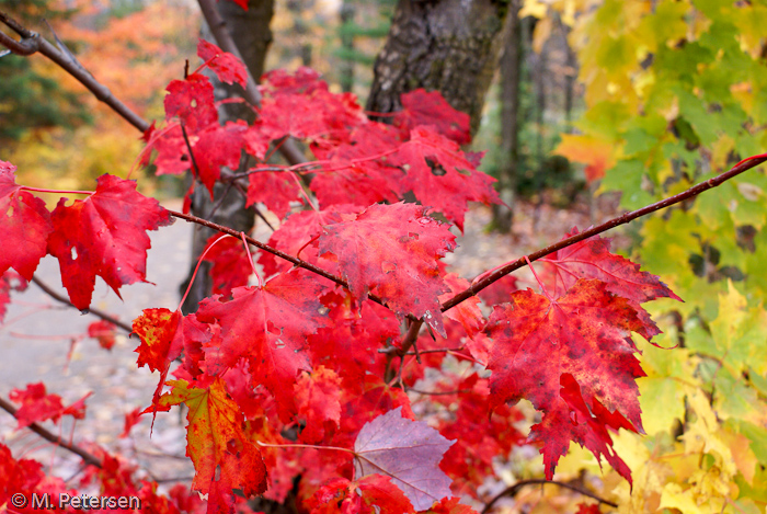 Laubfärbung - Algonquin Provincial Park