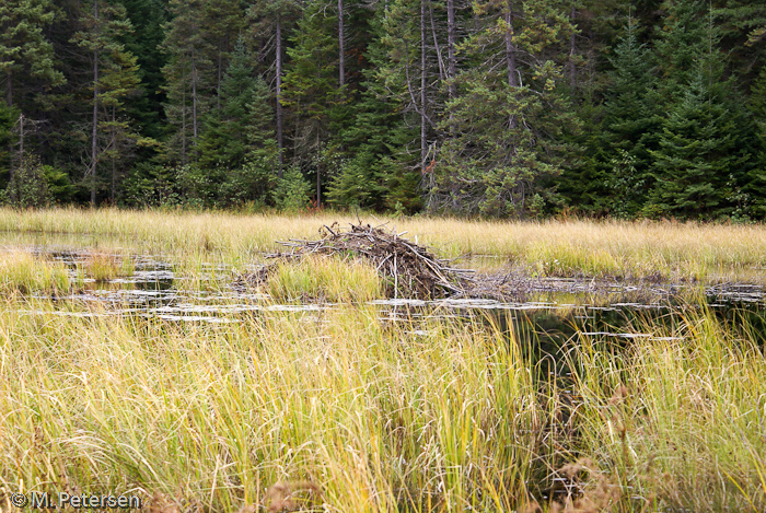 Biberbau, Beaver Pond Trail - Algonquin Provincial Park 