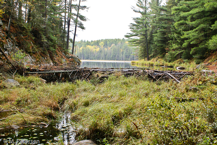 Biberstaudamm, Beaver Pond Trail - Algonquin Provincial Park 