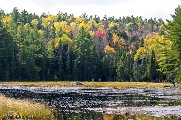 Beaver Pond Trail - Algonquin Provincial Park