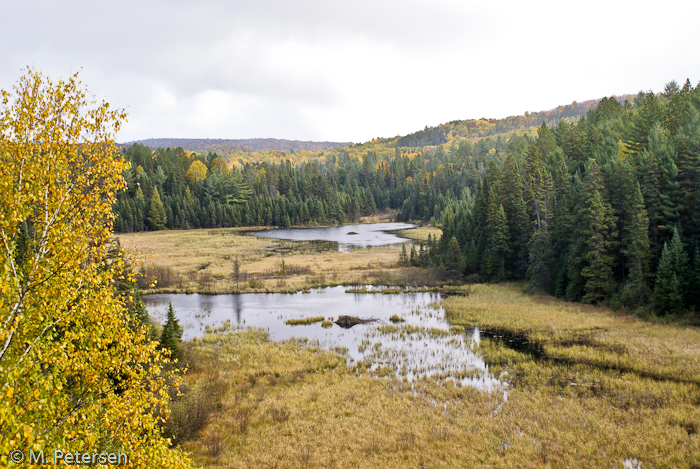 Zwei Biberbauten, Beaver Pond Trail - Algonquin Provincial Park 