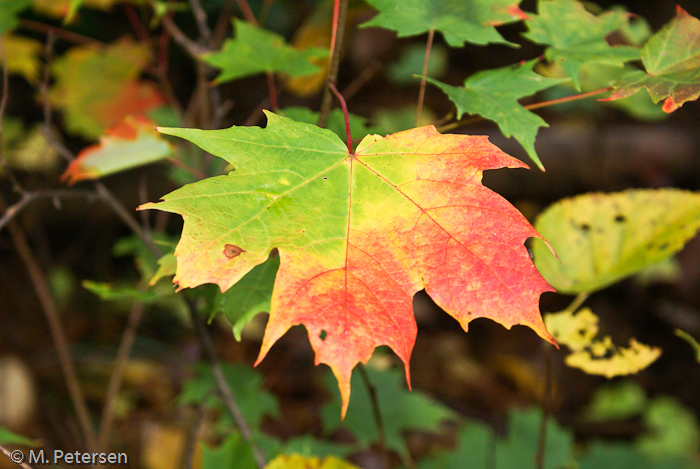 Laubfärbung - Algonquin Provincial Park