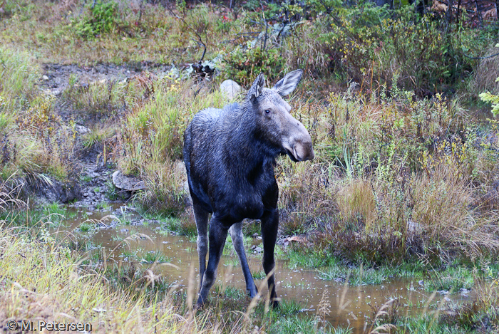 Elchkuh - Algonquin Provincial Park