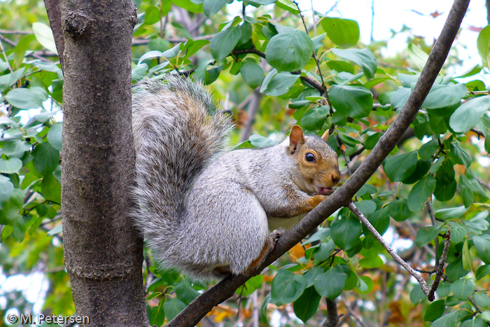 Streifenhörnchen im Parc du Mont Royal - Montréal