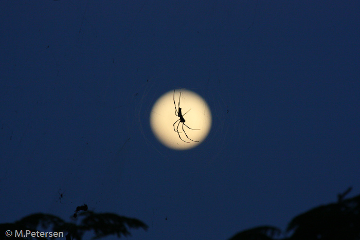 Spinne im Mondschein