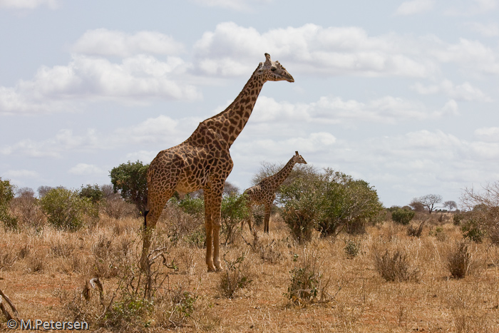 Giraffen - Tsavo Ost Nationalpark