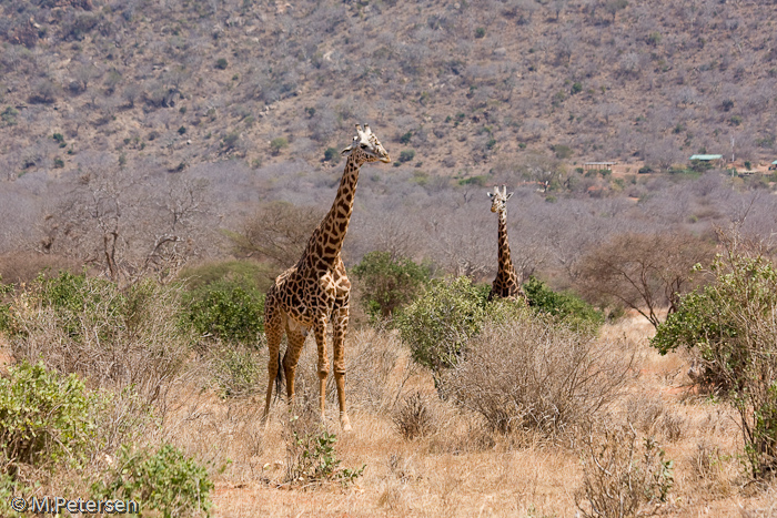 Giraffen - Tsavo Ost Nationalpark