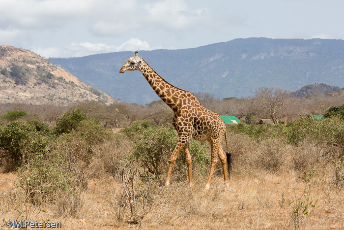 Giraffe - Tsavo Ost Nationalpark