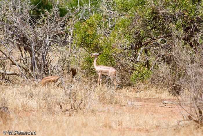 Giraffenantilope - Tsavo Ost Nationalpark