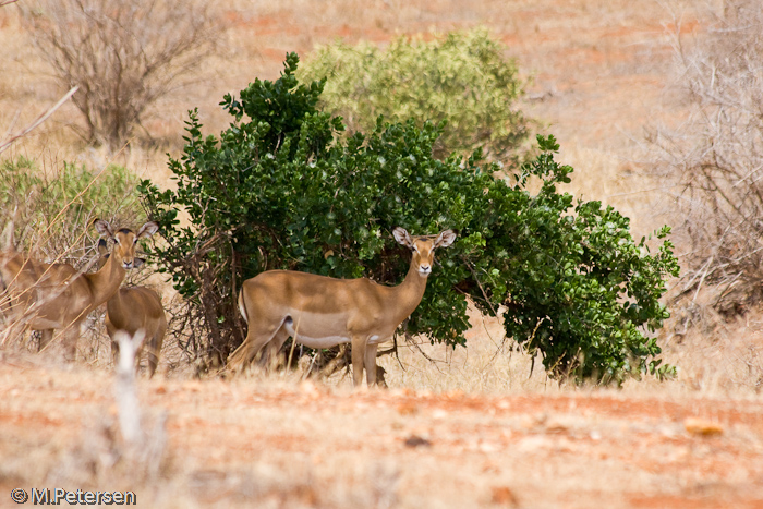 Impalas - Tsavo Ost Nationalpark