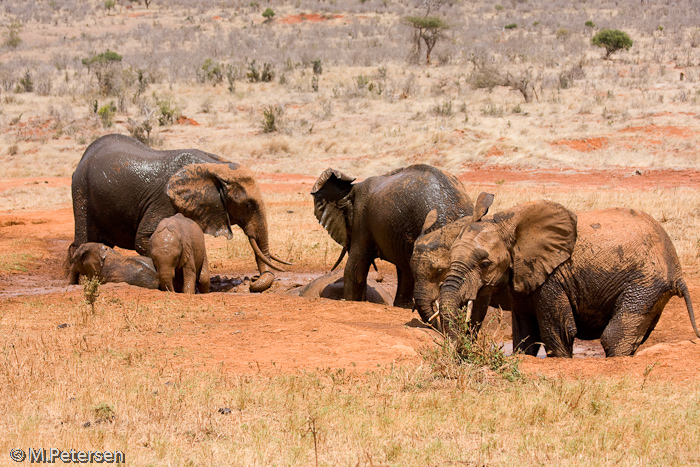 Elefanten beim Schlammbad - Tsavo Ost Nationalpark