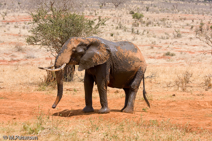 Elefanten beim Schlammbad - Tsavo Ost Nationalpark