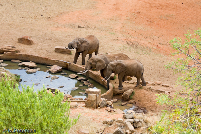 Elefanten an der Tränke - Tsavo Ost Nationalpark