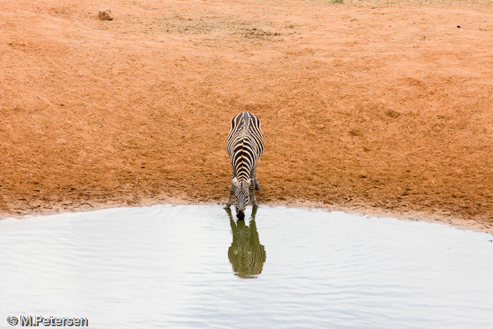 Zebra am Wasserloch - Tsavo Ost Nationalpark