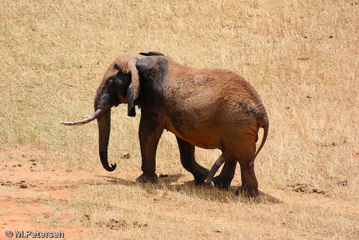 Elefant (mit 5 Beinen?) - Tsavo Ost Nationalpark