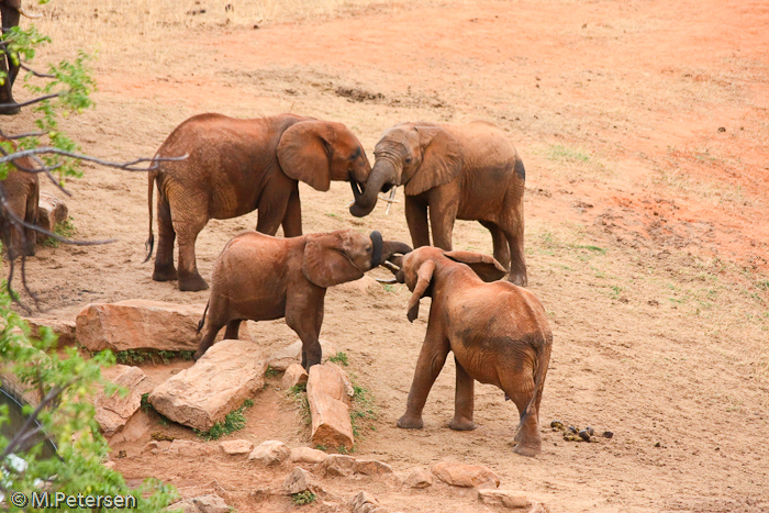 Elefanten - Tsavo Ost Nationalpark