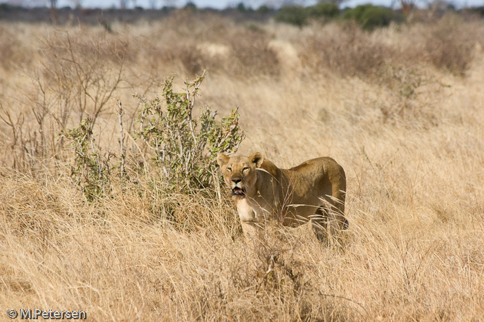 Löwenmutter - Tsavo Ost Nationalpark