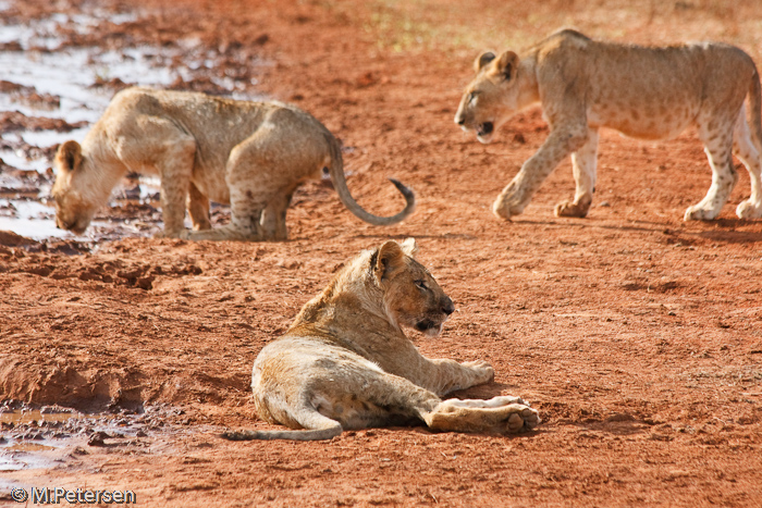 Spielende Löwenkinder - Tsavo Ost Nationalpark