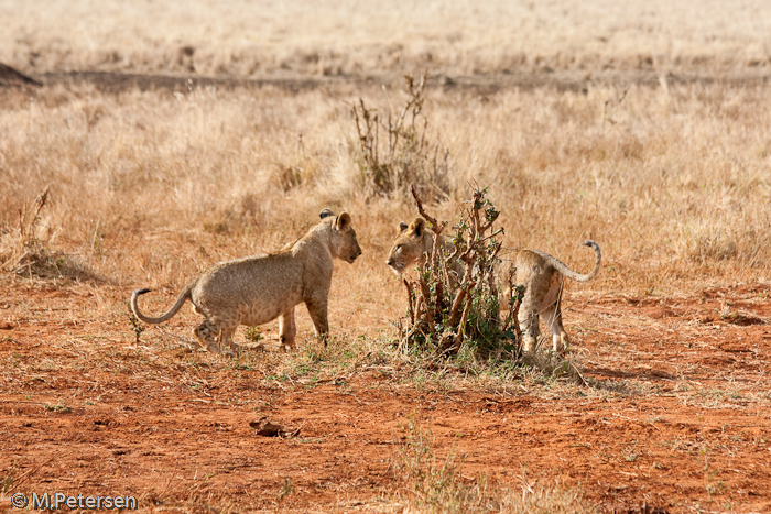 Spielende Löwenkinder - Tsavo Ost Nationalpark