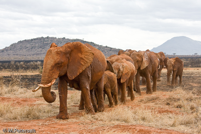 Elefantenherde - Tsavo Ost Nationalpark