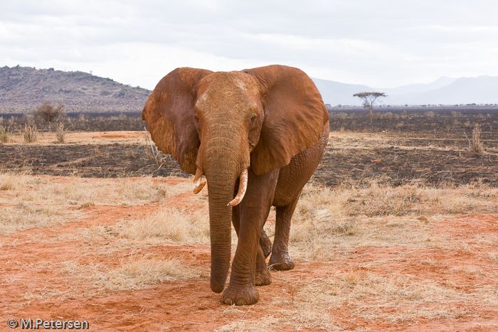 Elefant - Tsavo Ost Nationalpark