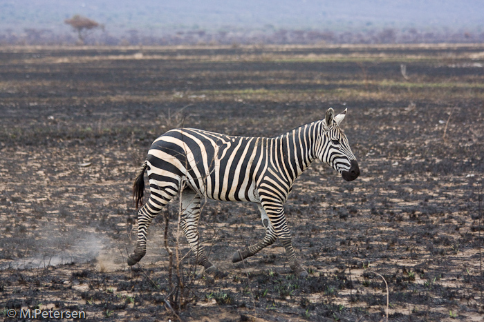 Zebra - Tsavo Ost Nationalpark