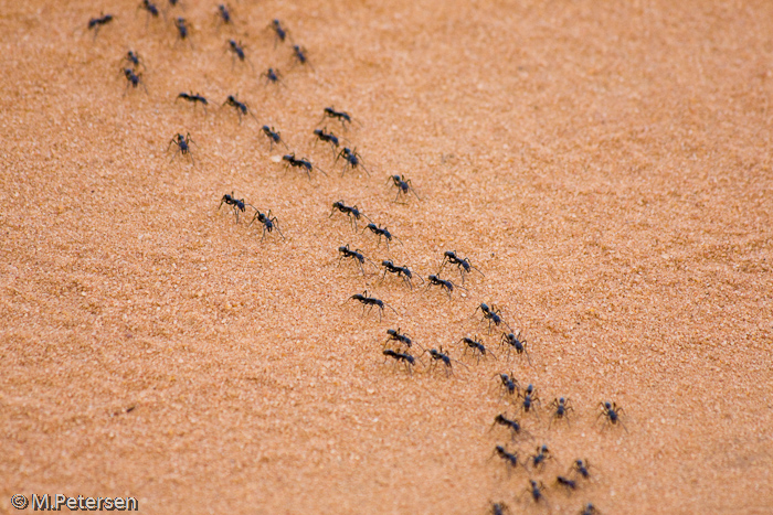 Termiten - Tsavo Ost Nationalpark 