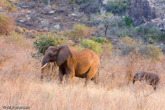 Elefant mit Jungtier - Tsavo Ost Nationalpark