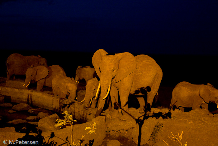 Elefanten an der Wassertränke, Voi Safari Lodge - Tsavo Ost
Nationalpark 