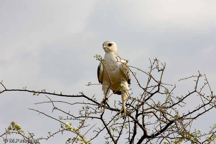 Adler - Tsavo Ost Nationalpark