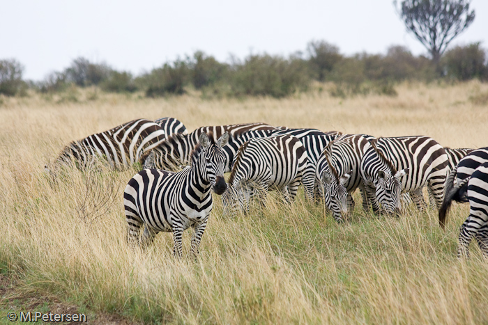 Zebras - Masai Mara