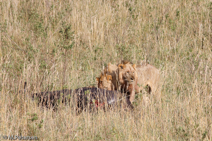 Löwen - Masai Mara