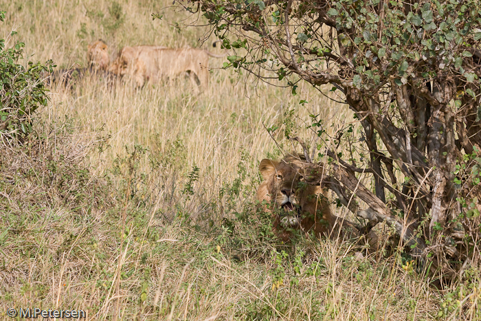 Satter Löwenmann und fressende Löwendamen - Masai Mara