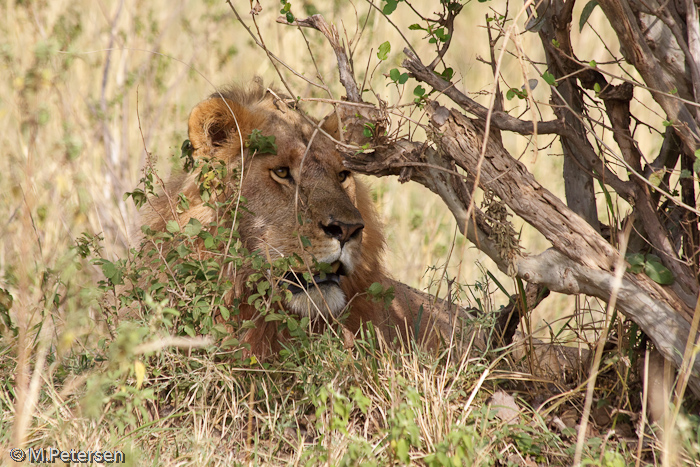 Löwe - Masai Mara