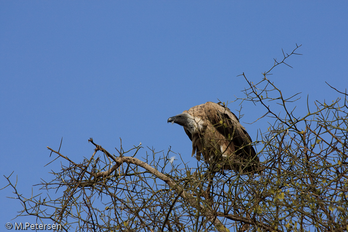 Geier - Masai Mara