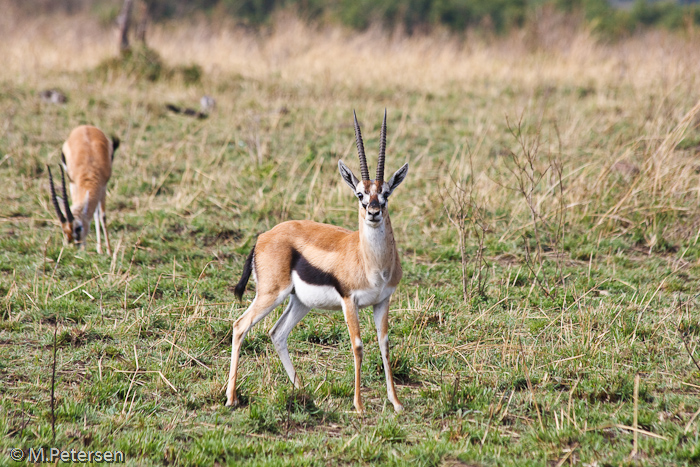 Thomson Gazelle - Masai Mara