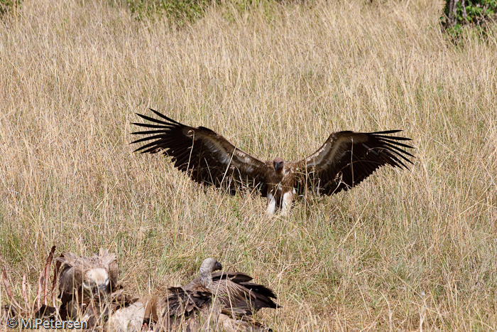 Geier - Masai Mara